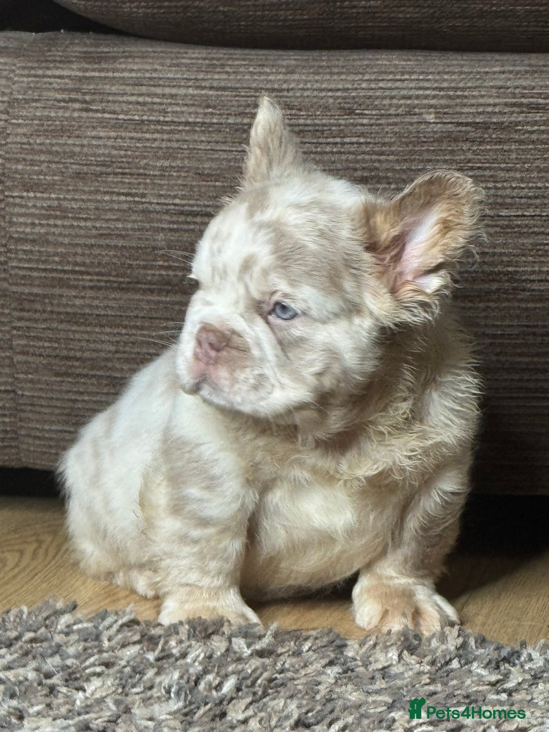 French Bulldog dogs for sale: Unique French bulldog pups - Advert 7