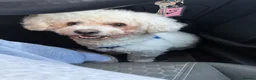Bichon Frise dogs for stud: STUD ONLY !  - Advert 3