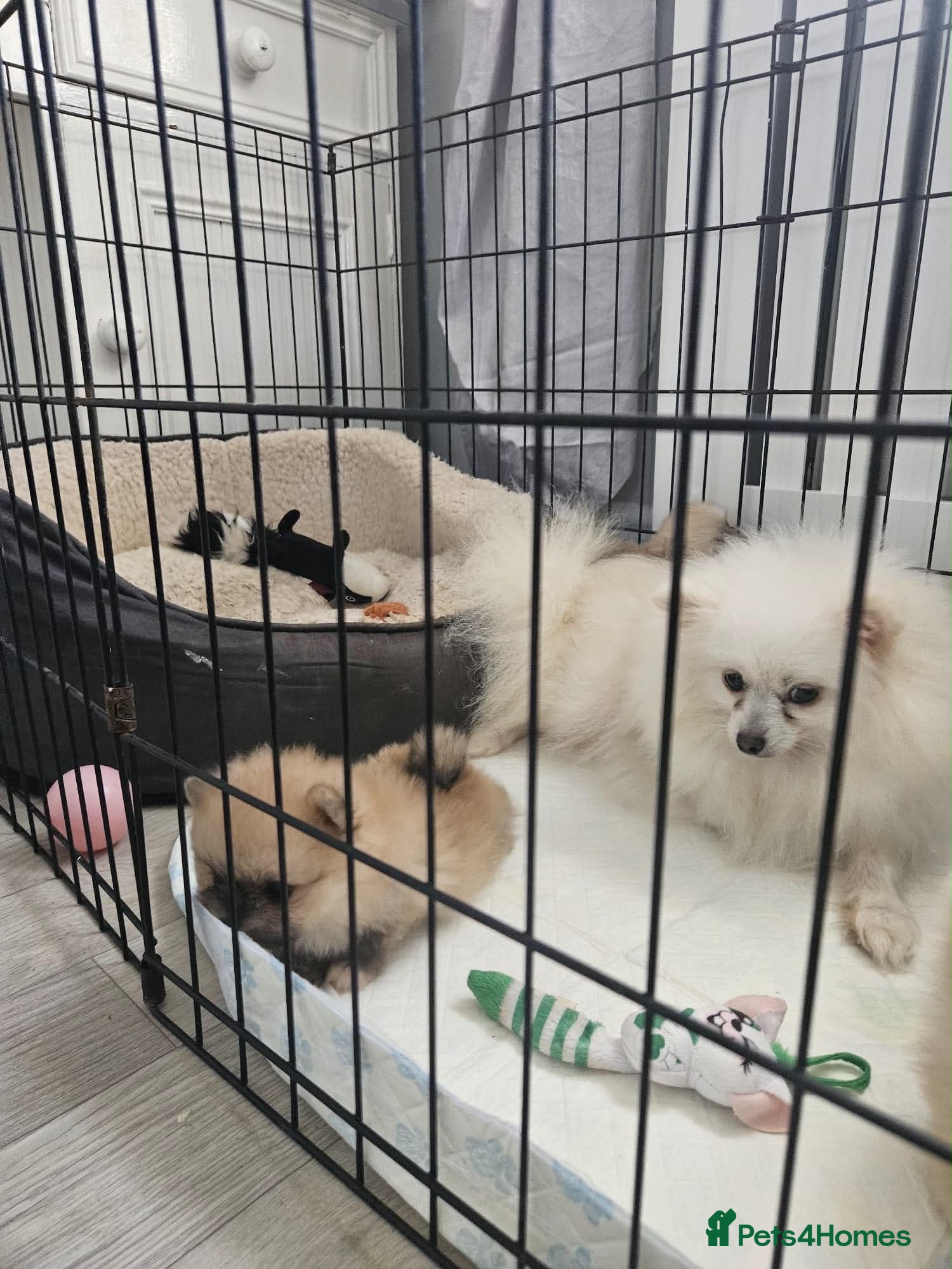 Pomeranian dogs Beautiful Pomeranian  - Advert 2
