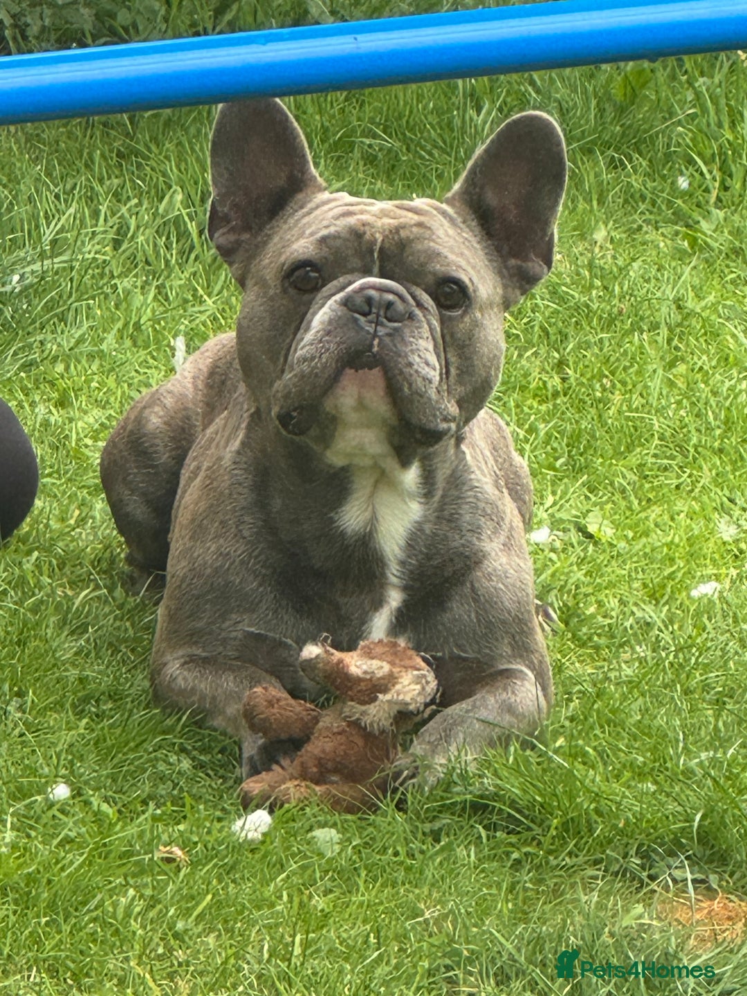 French Bulldog dogs for sale: Male French bulldog  - Image 10