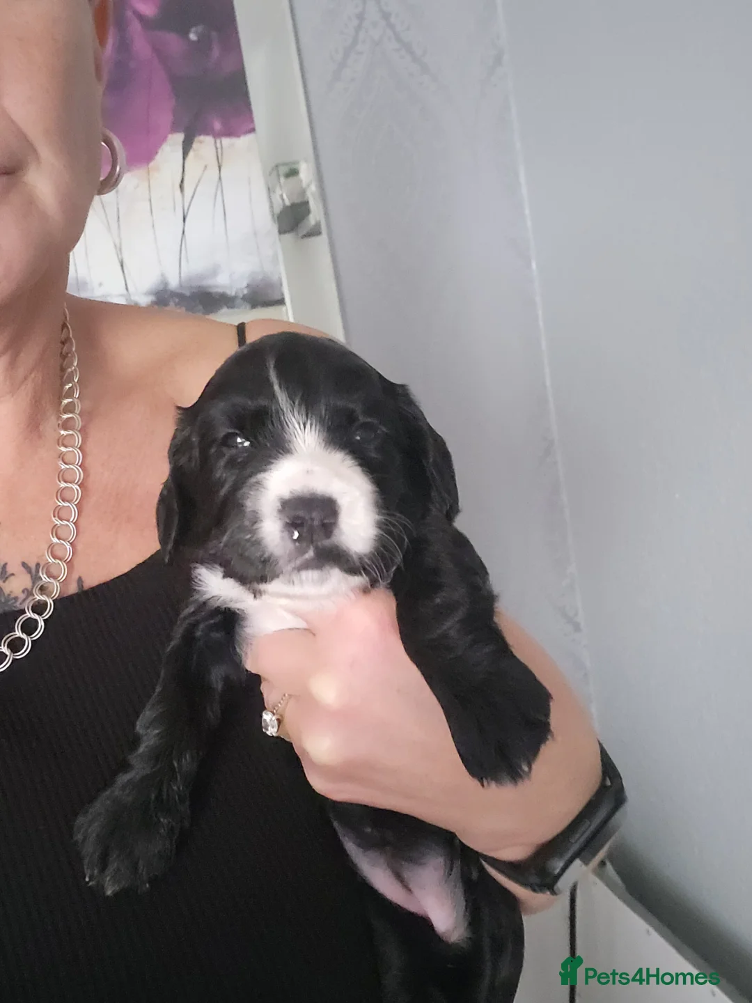 Cocker Spaniel dogs for sale: Cocker spaniel  bitch in Doncaster - Advert 2