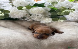 Miniature Dachshund dogs for sale: ⭐️Beautiful litter Of Rainbow Dachshund Puppies⭐️ - Image 21