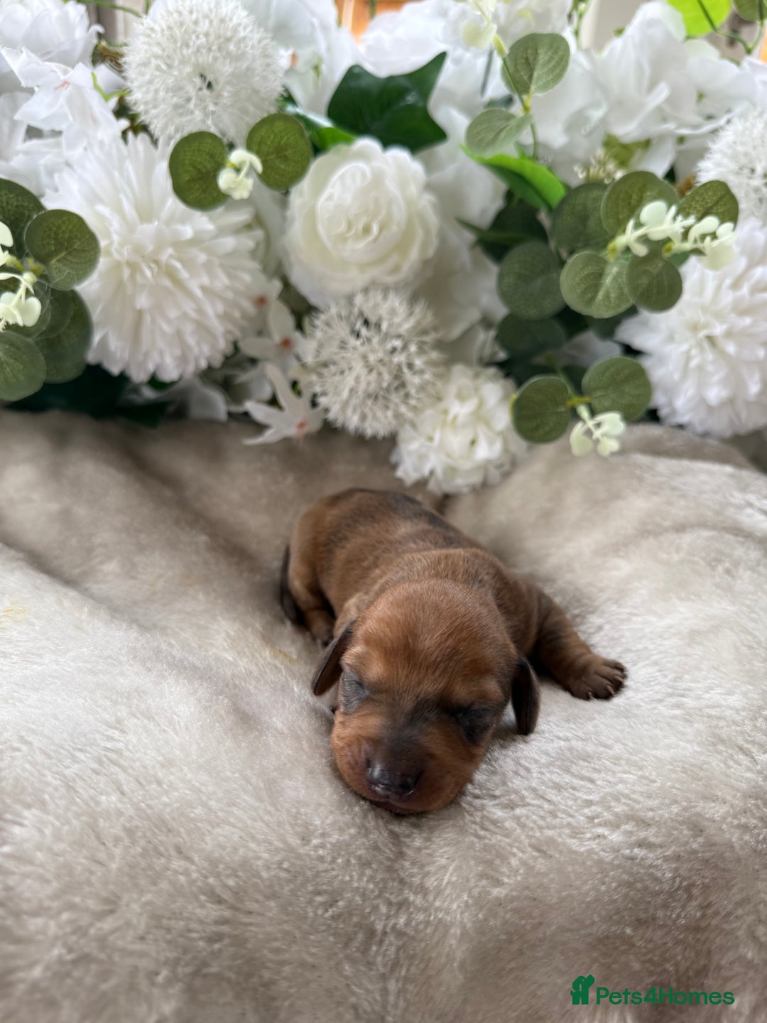 Miniature Dachshund dogs for sale: ⭐️Beautiful litter Of Rainbow Dachshund Puppies⭐️ - Image 21