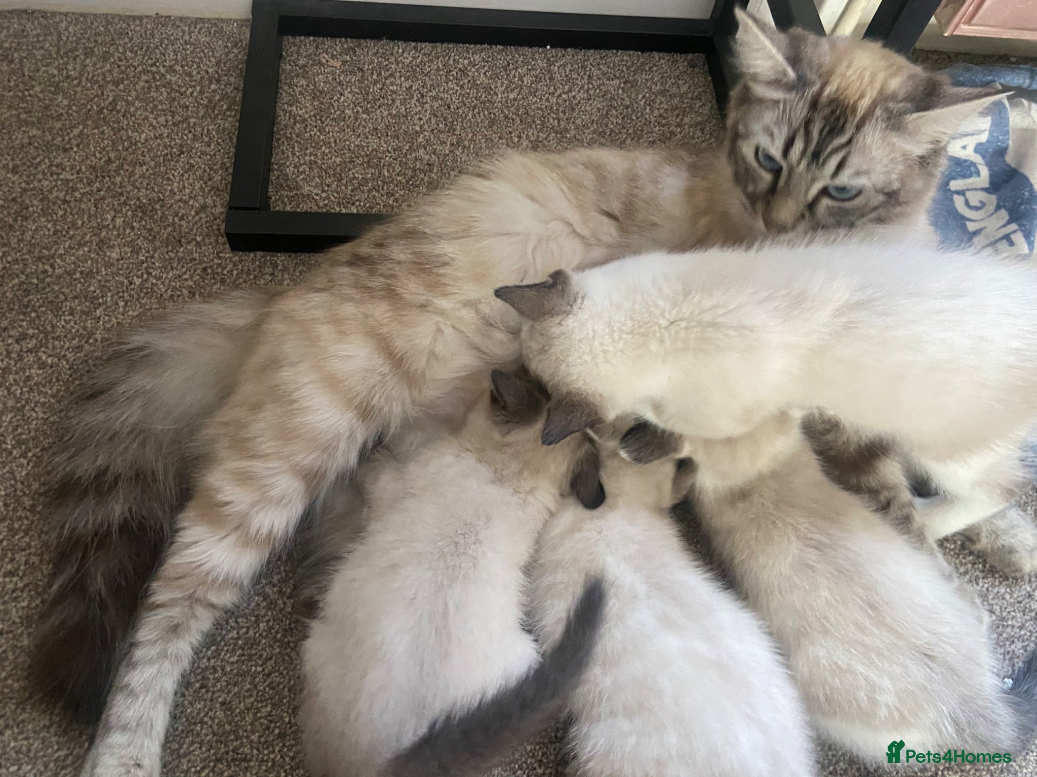 Ragdoll cats Beautiful ragdoll kittens - Advert 2