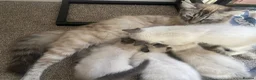Ragdoll cats for sale: Beautiful ragdoll kittens - Advert 19