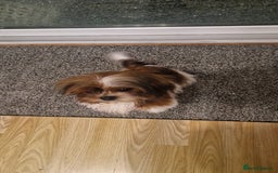 Shih Tzu dogs for sale: X2 Shih tzu puppies  - Image 2