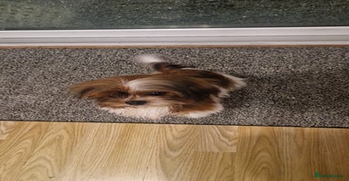 Shih Tzu dogs X2 Shih tzu puppies  - Advert 1