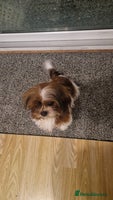 Shih Tzu dogs X2 Shih tzu puppies - Advert 3