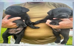 Labrador Retriever dogs for sale: KC registered Black Lab pups - Image 7