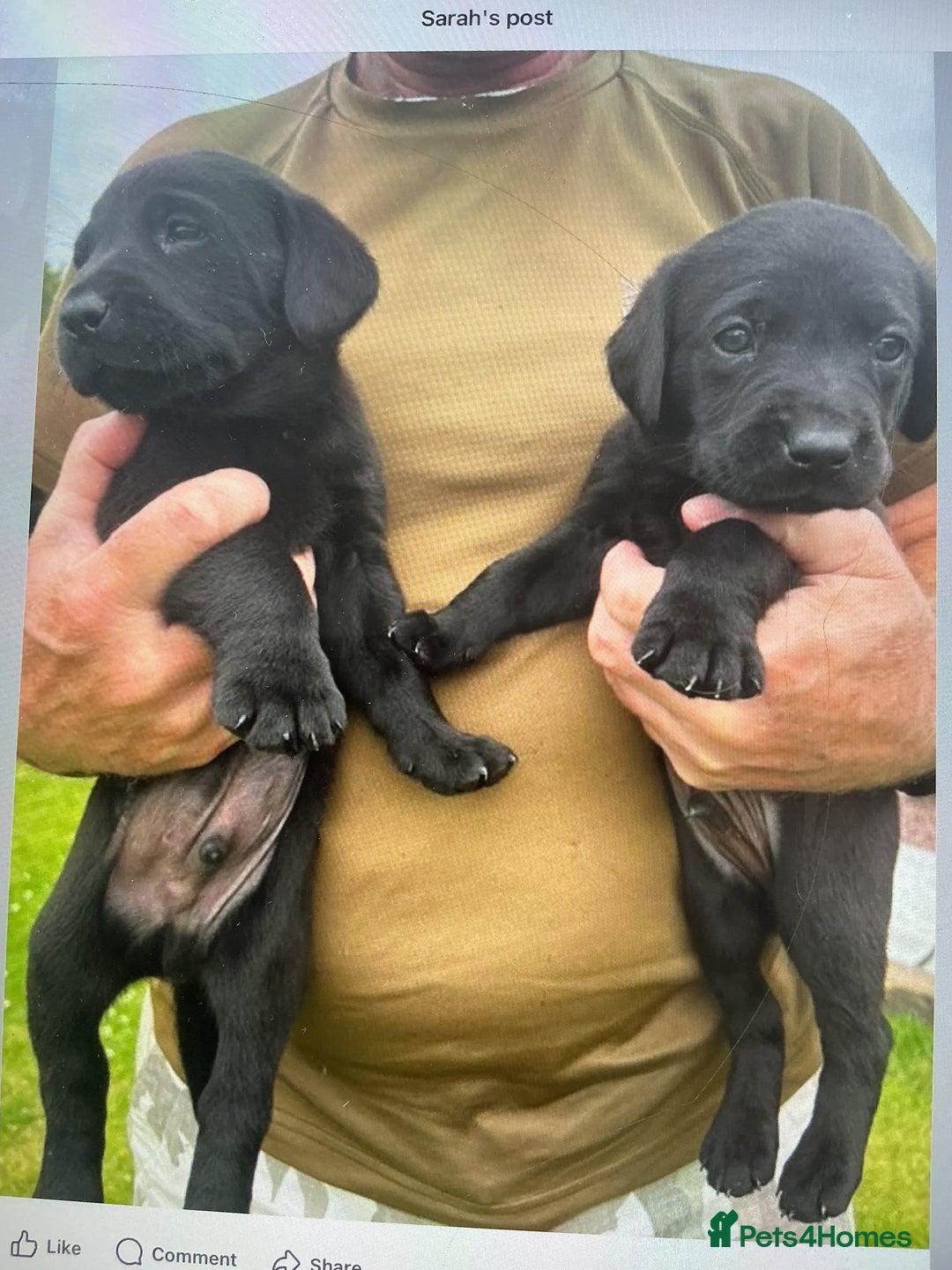Labrador Retriever dogs for sale: KC registered Black Lab pups - Image 7
