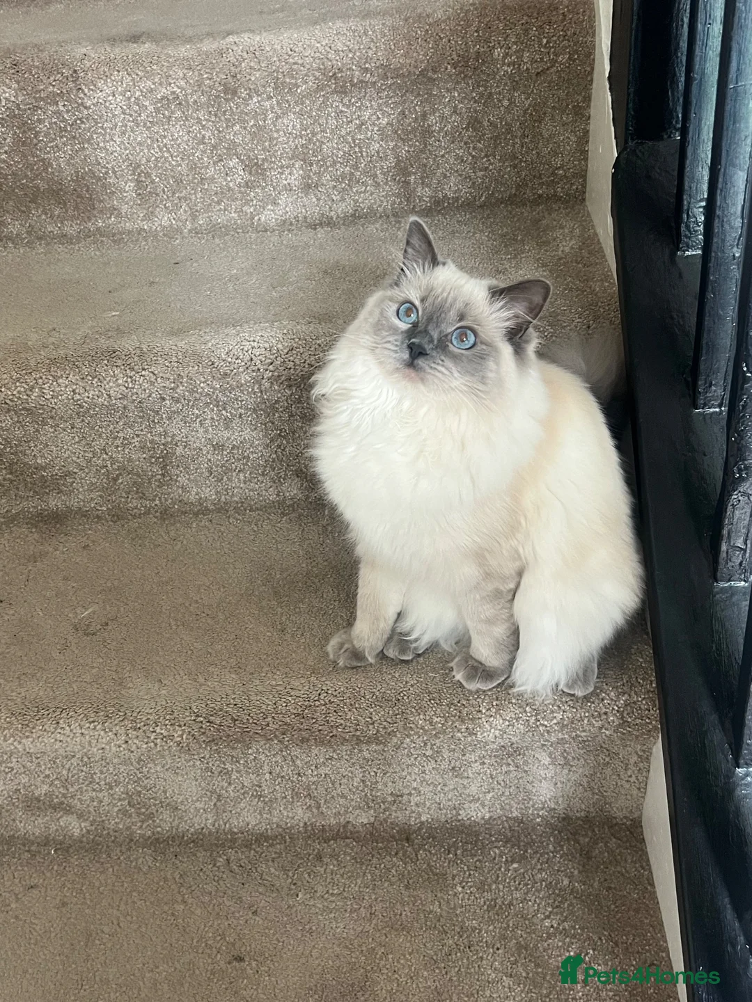 Ragdoll cats for sale: Ragdoll one year  - Advert 1