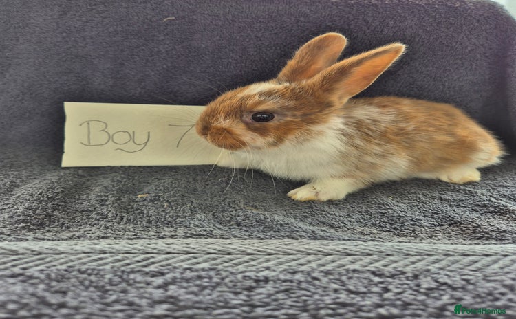 Mini Lop rabbits - Advert 18
