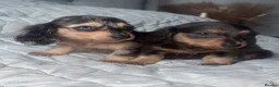 Miniature Dachshund dogs for sale: Mini dachshunds  - Advert 2