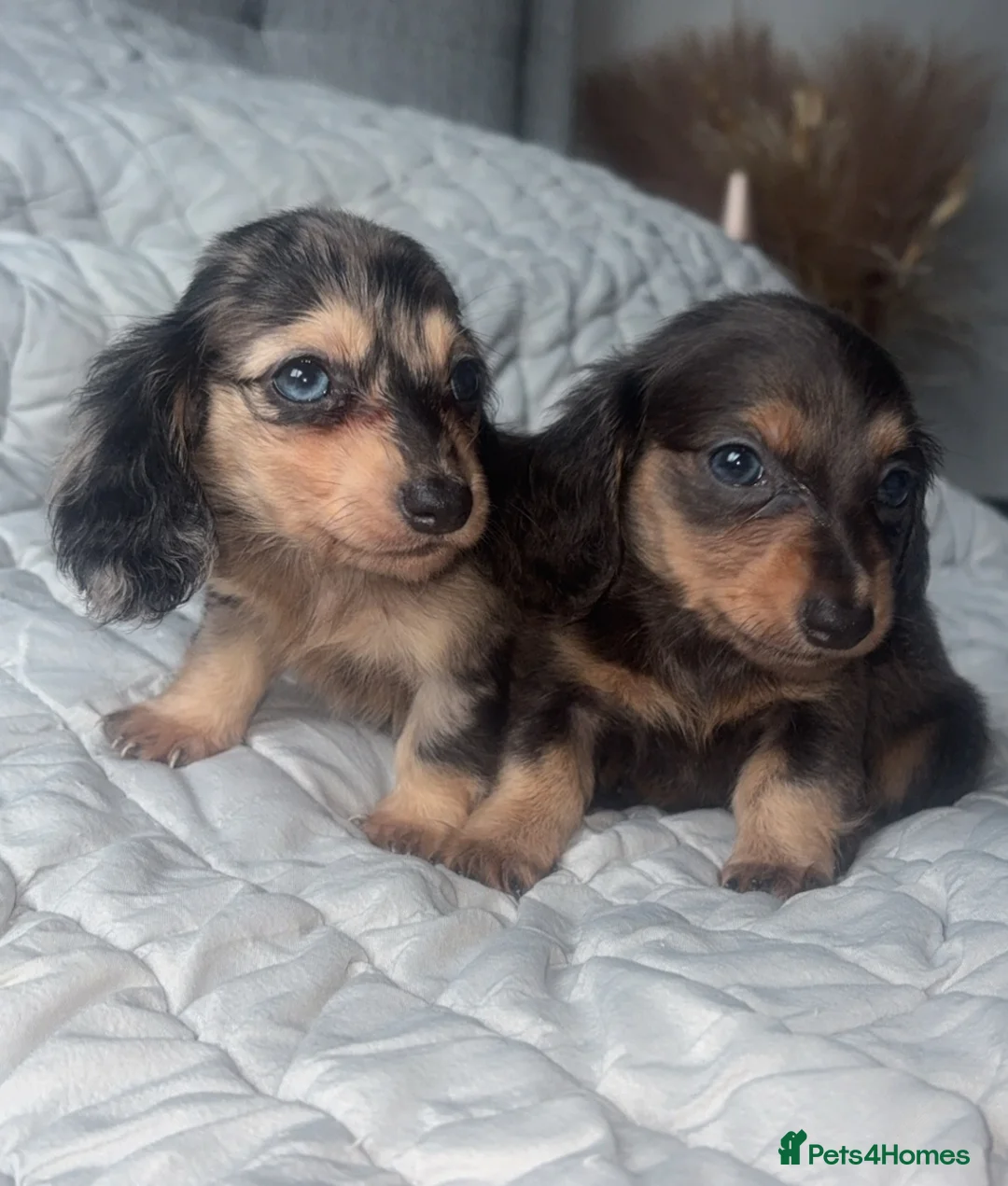Miniature Dachshund dogs for sale: Mini dachshunds  - Advert 2