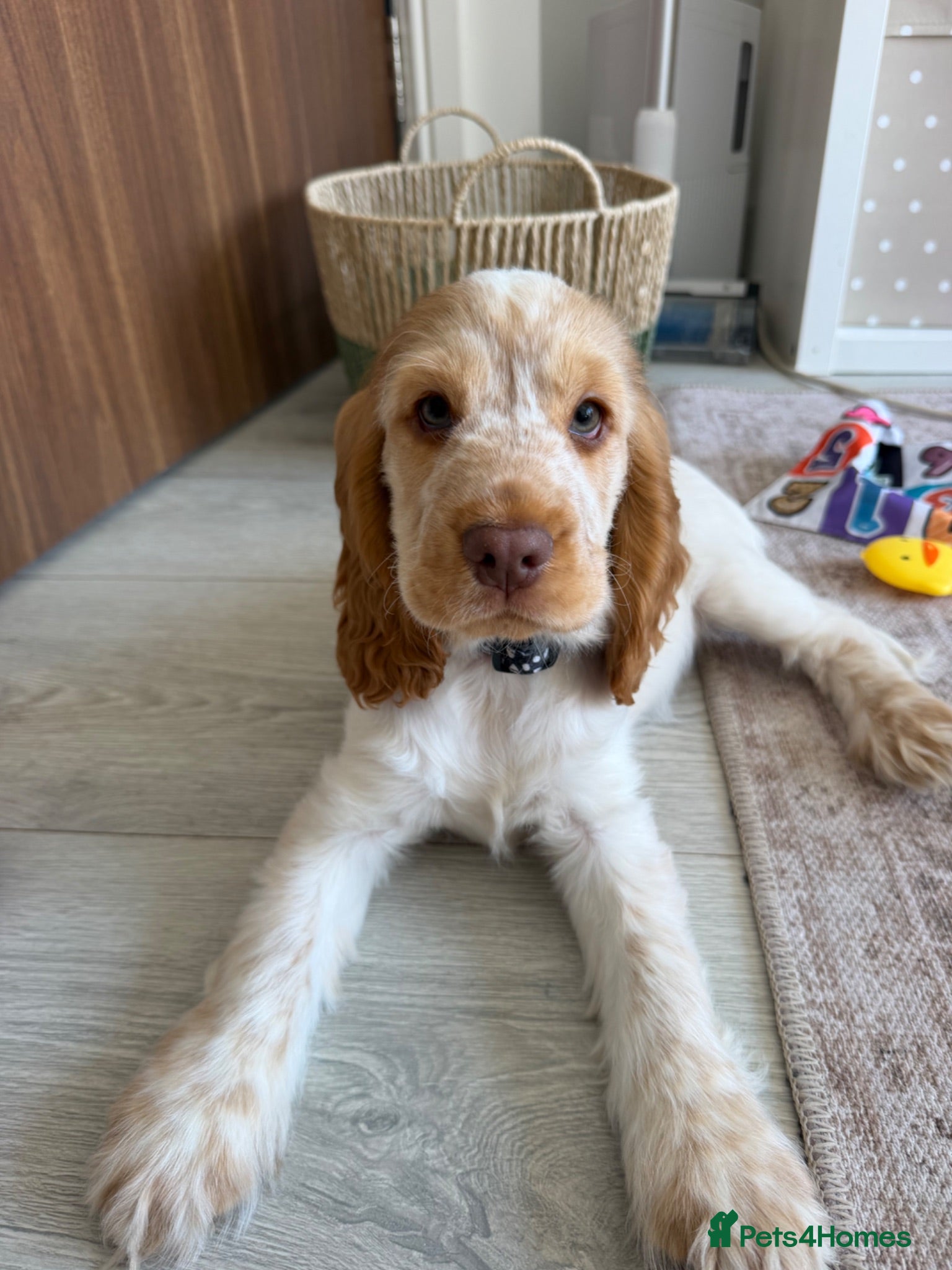 Cocker Spaniel dogs Beautiful Show Cocker Spaniel Puppy - Advert 8
