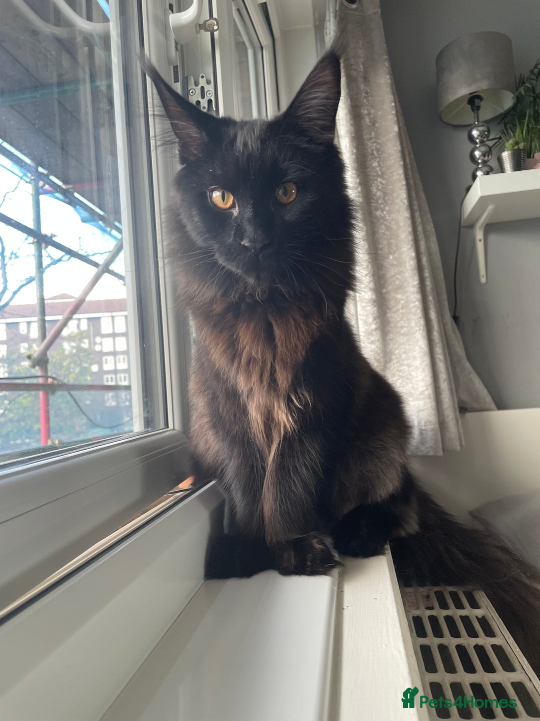 Maine Coon cats for sale: Black smoked boy  - Image 20
