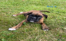 Boxer dogs for sale: KC Registered Boxer puppies  - Image 20