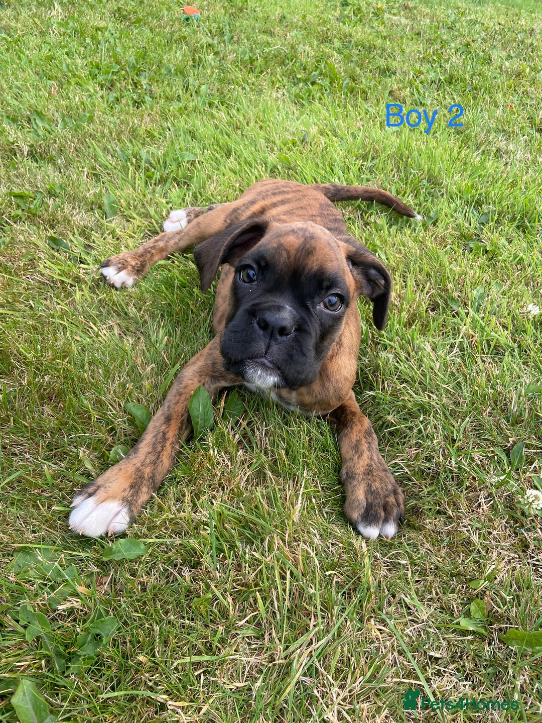 Boxer dogs for sale: KC Registered Boxer puppies  - Image 20