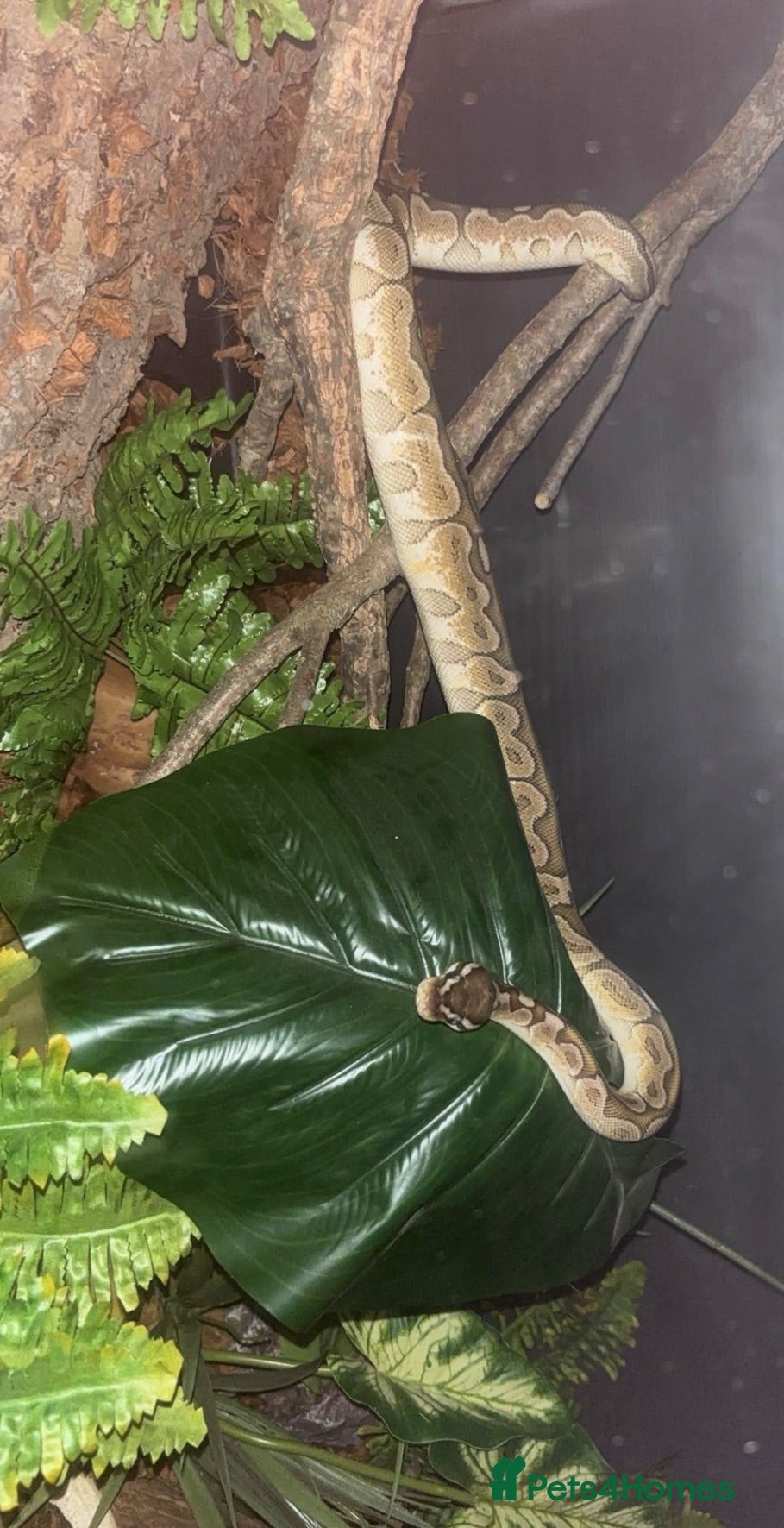 Python Snake reptiles female bamboo royal python - Advert 1