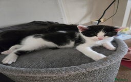 Mixed Breed cats for sale: Ragdoll X Kittens - Image 6