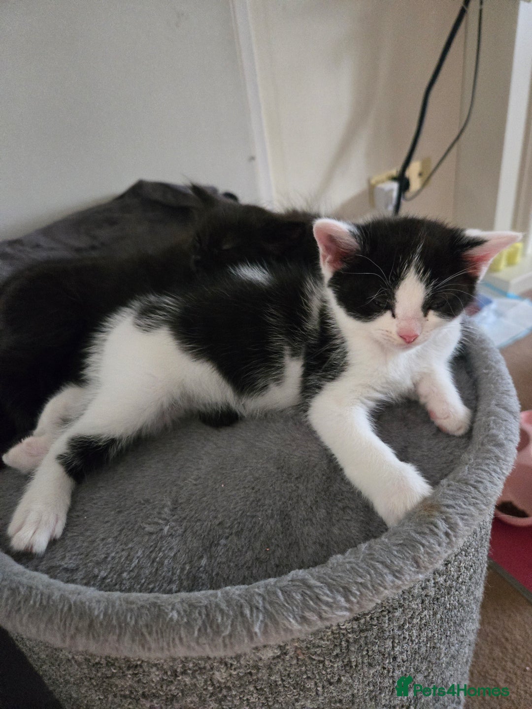 Mixed Breed cats for sale: Ragdoll X Kittens - Image 6