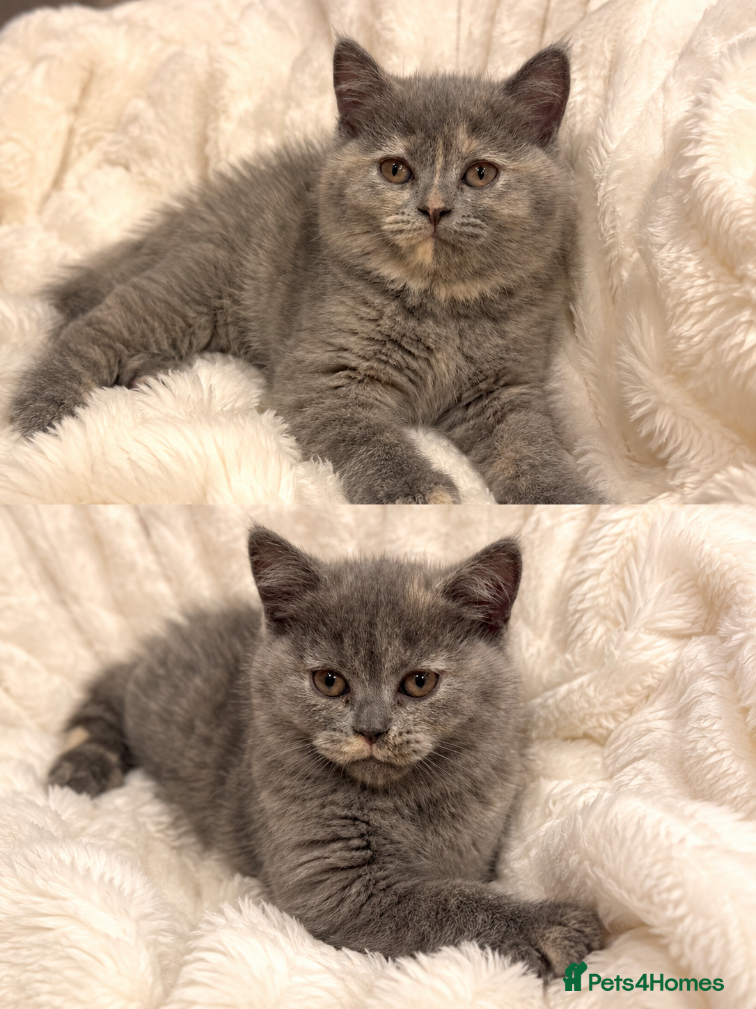 British Shorthair cats READY TO LEAVE⭐️♥️NW LONDON ♥️⭐️ - Advert 2