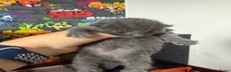 Domestic Shorthair cats for sale: Gorgeous Kittens for sale  in Spalding - Advert 4