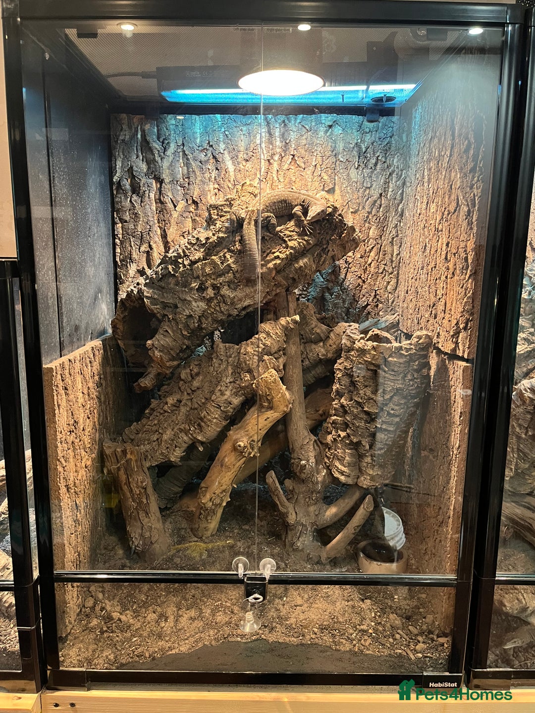 Monitor reptiles for sale: Black-Headed Monitors & Pigmy Mulga Monitors - Advert 9