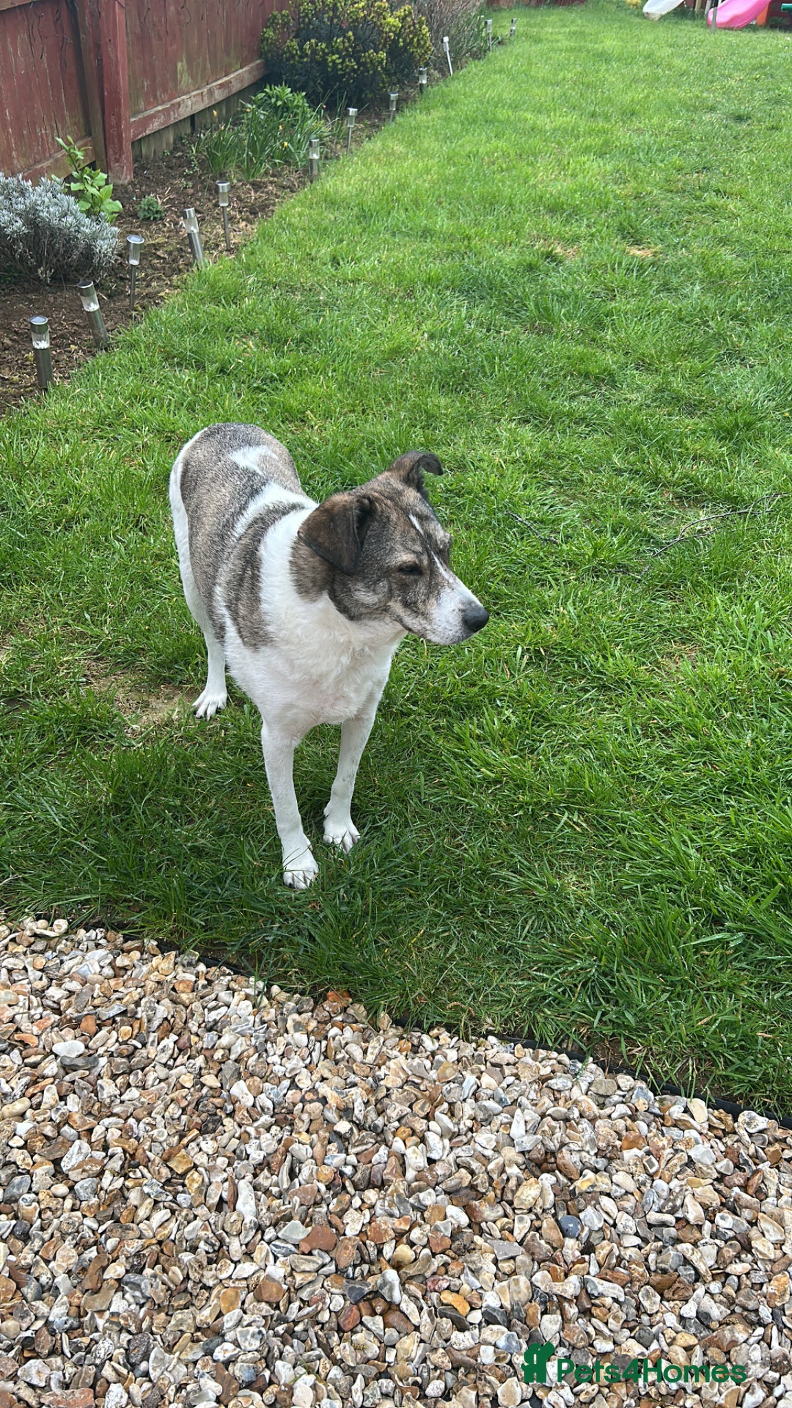 Mixed Breed dogs Rehoming my beautiful Ozzy - Advert 14