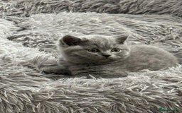 British Shorthair cats for sale: Adorable British Shorthair Kitten - Image 5