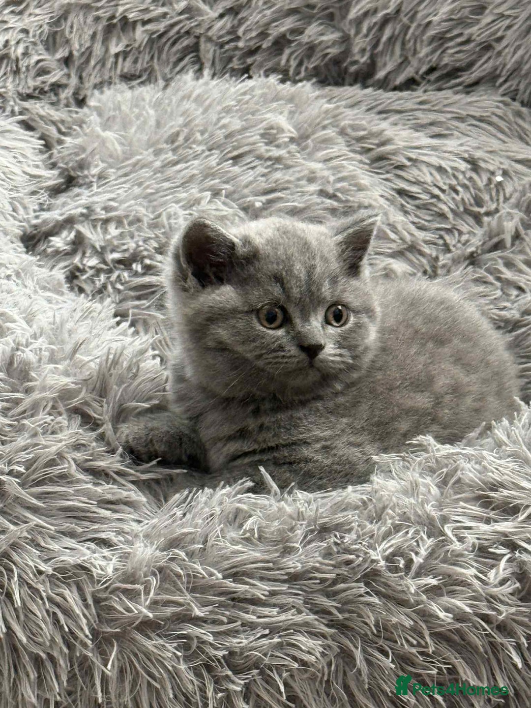 British Shorthair cats for sale: Adorable British Shorthair Kitten - Image 5