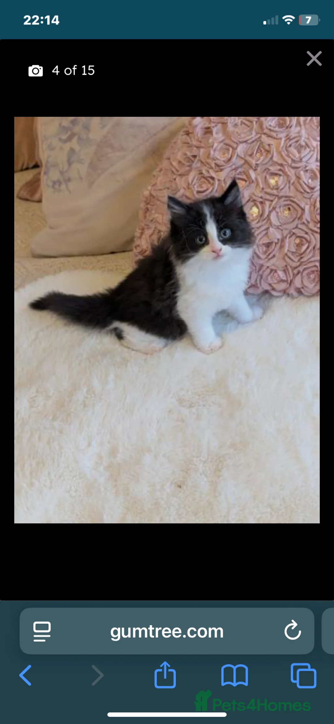Mixed Breed cats for sale: 7 kittens looking for there forever homes. - Advert 15