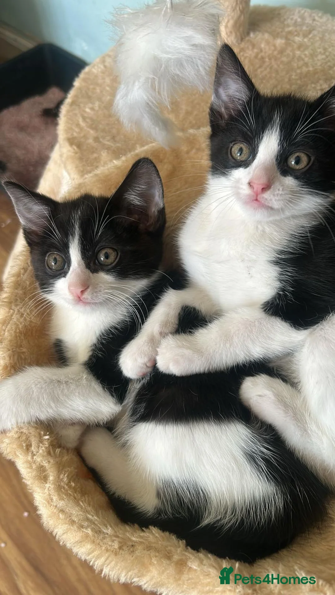 Domestic Shorthair cats for sale: 2 beautiful kittens ready to be rehomed! in London - Advert 1