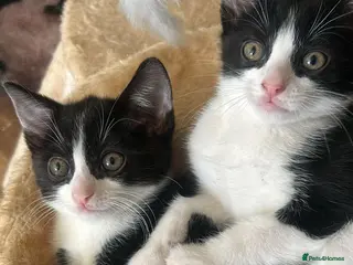 Domestic Shorthair cats 2 beautiful kittens ready to be rehomed! - Advert 4