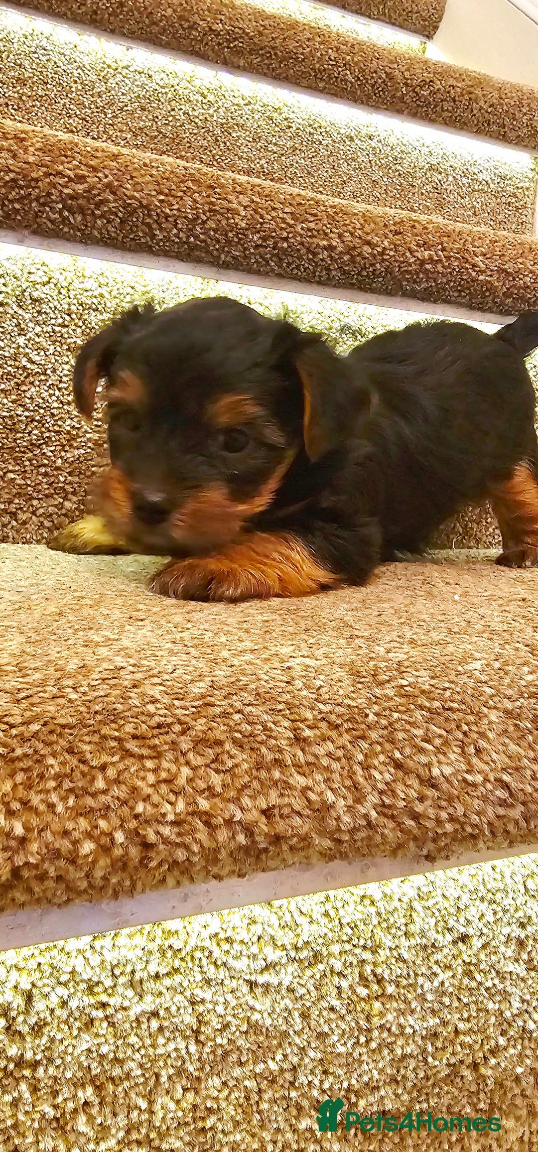 Yorkshire Terrier dogs for sale: Yorkshire Terrier puppies - Advert 17
