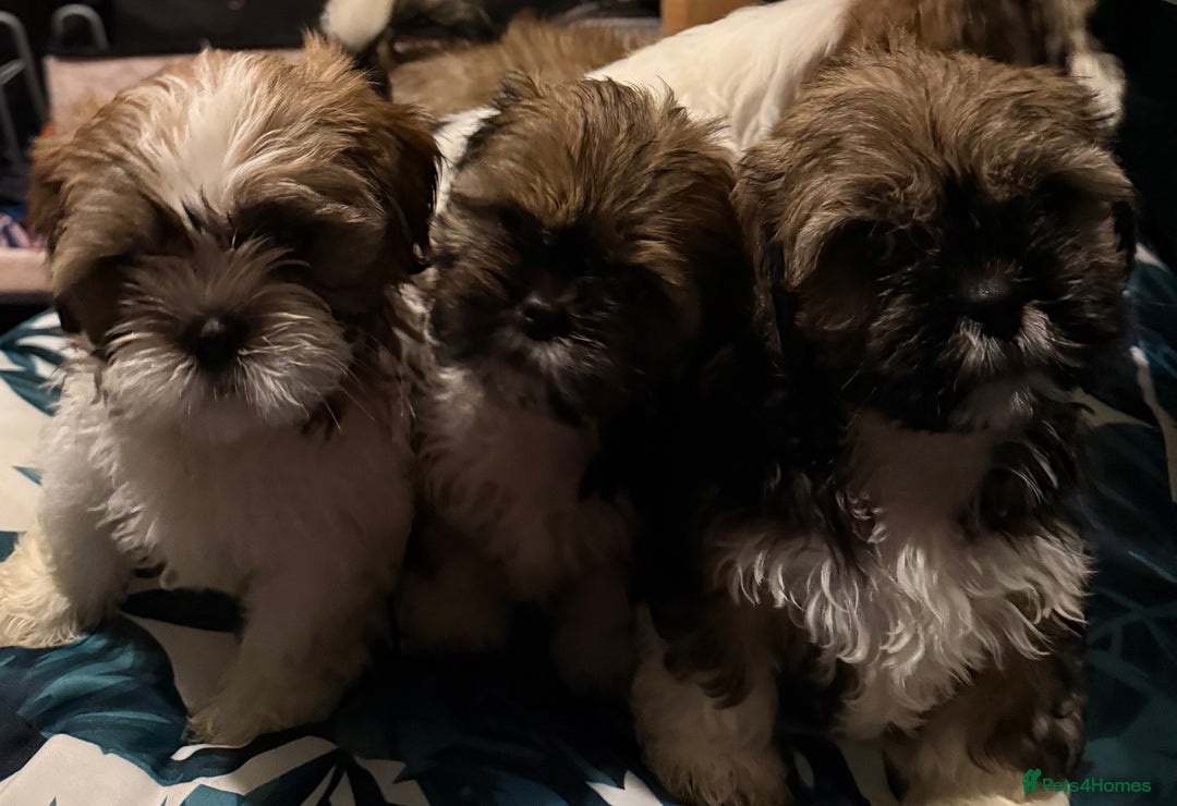 Shih Tzu dogs for sale: Adorable Shih Tzus waiting for their perfect match - Image 4