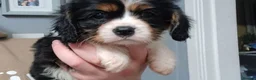Cavalier King Charles Spaniel dogs for sale: Available Cavalier king Charles Spaniel  in Bristol - Advert 6