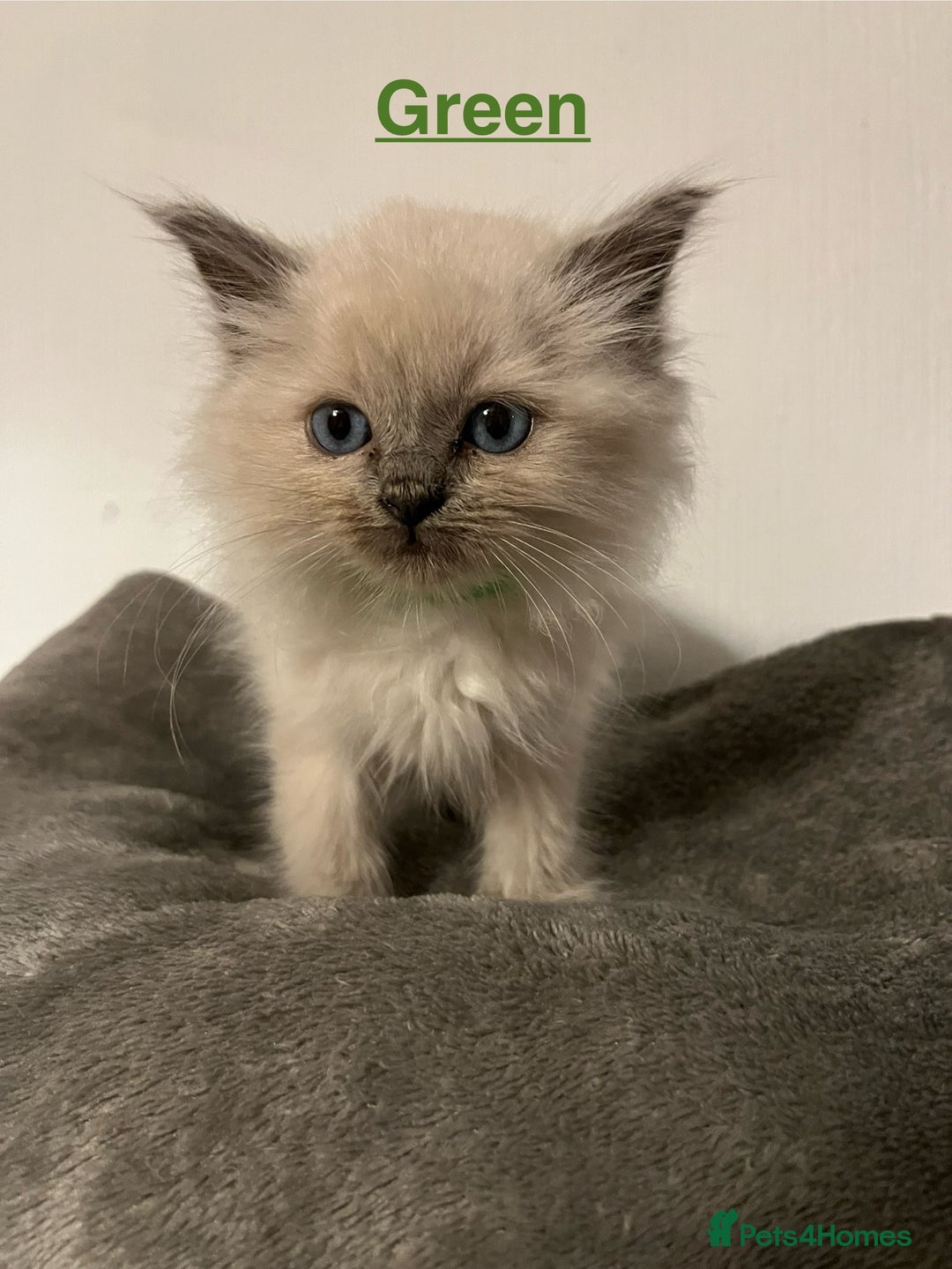 Ragdoll cats for sale: 5 Gorgeous TICA Ragdoll Kittens - Image 26