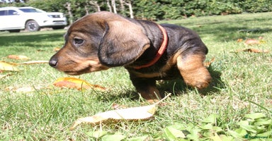 Dachshund dogs - Advert 5