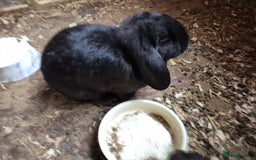 Mini Lop rabbits for sale: Mini Lop Rabbits - Image 8