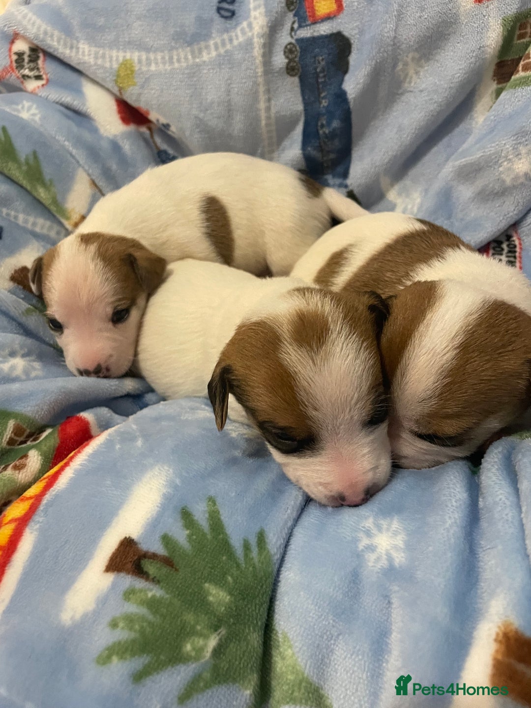 Mixed Breed dogs for sale: Chihuahua x Jack Russell puppies - Image 14