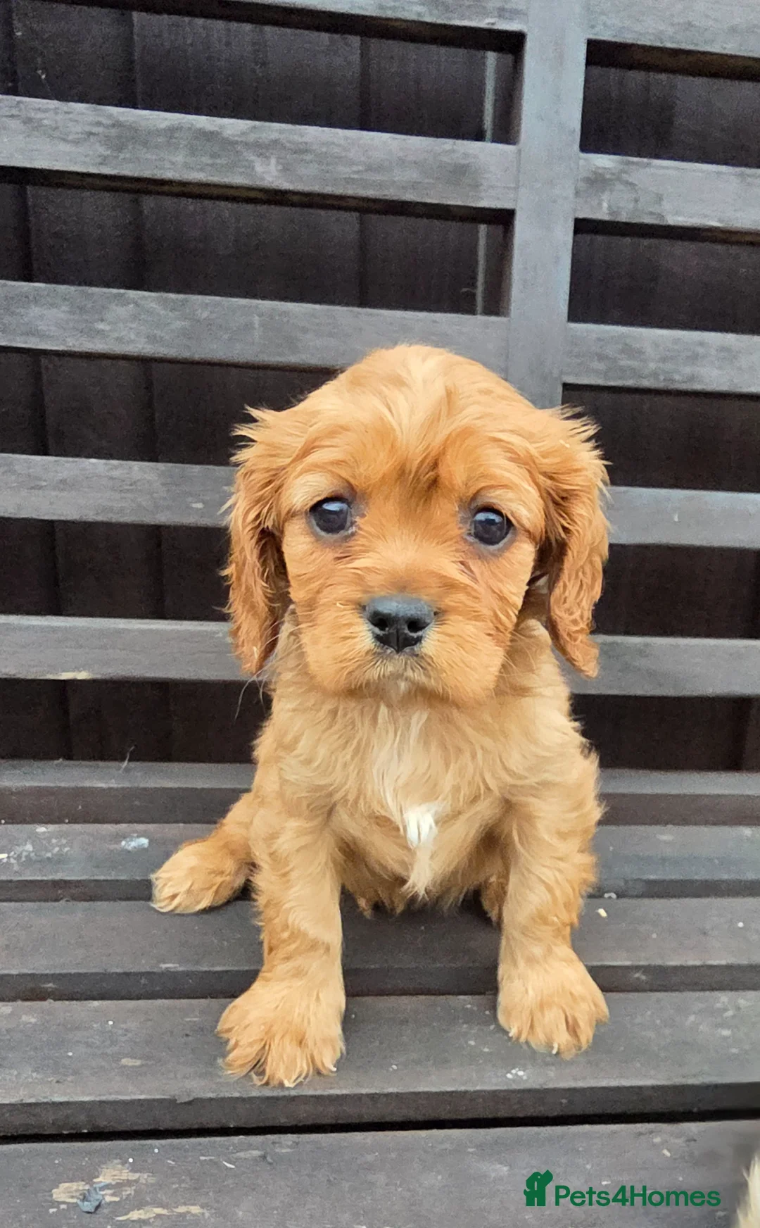 Cavapoo dogs for sale: Beautiful f1b cavapoo puppies  - Advert 1