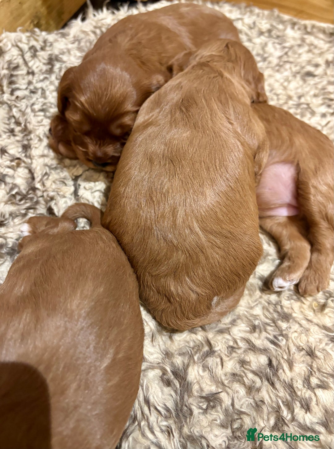 Cavapoo dogs for sale: Cavapoo Pups  - Image 12