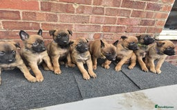 Belgian Shepherd Dog dogs for sale: Belgian Shepherd puppies - Advert 2