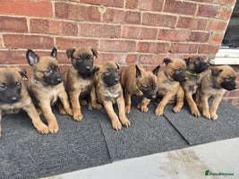 Belgian Shepherd Dog dogs Belgian Shepherd puppies - Advert 7