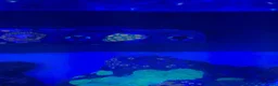 Other/Mixed Breed fish for sale: Full set up Marine fish tank - Advert 4