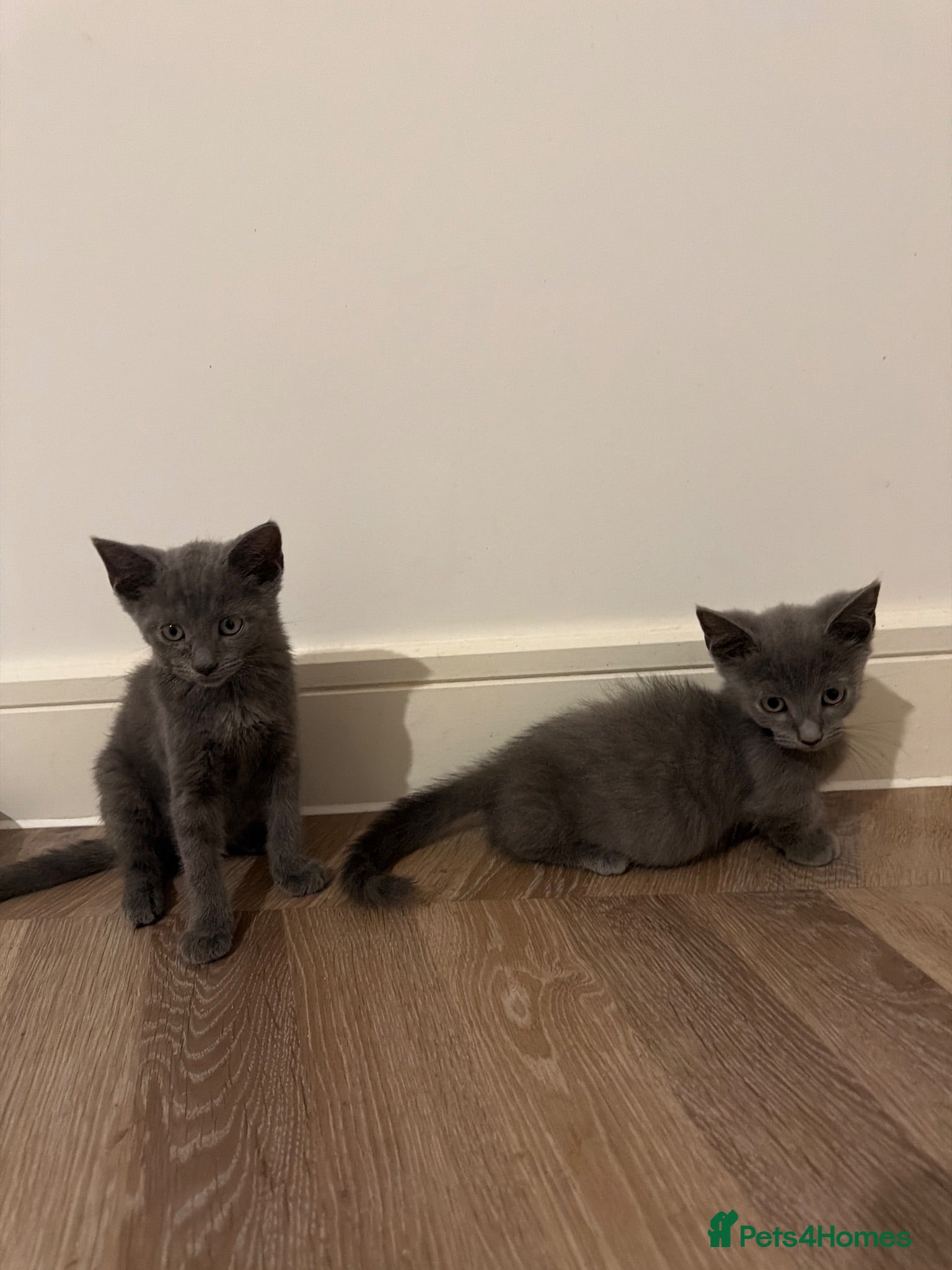 Munchkin cats for sale: standard munchkin boy short legs - Advert 15