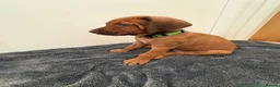 Rhodesian Ridgeback dogs for sale: Rhodesian Ridgeback puppies in Walsall - Advert 18