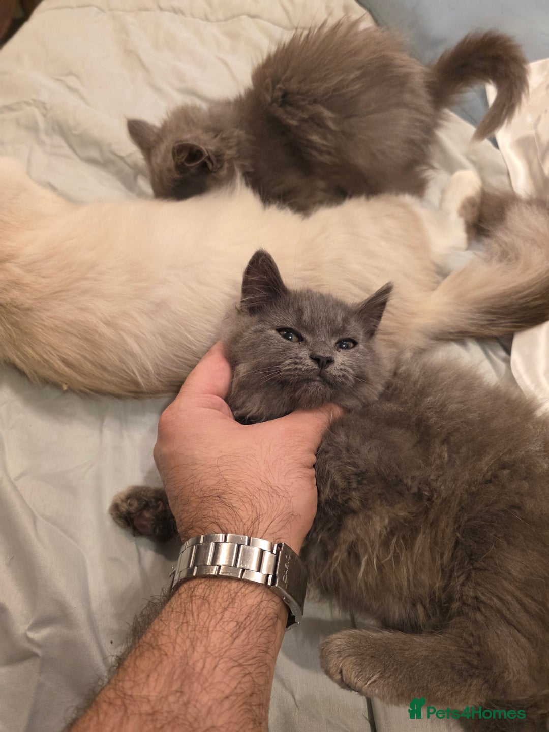 Siberian cats for sale: Beautiful Siberian Kittens – 2.5 Months Old - Image 9