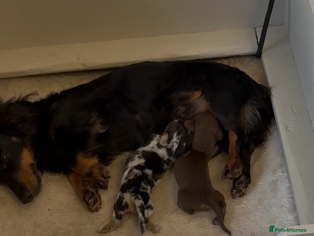 Miniature Dachshund dogs for sale: Beautiful mini boy  - Advert 4